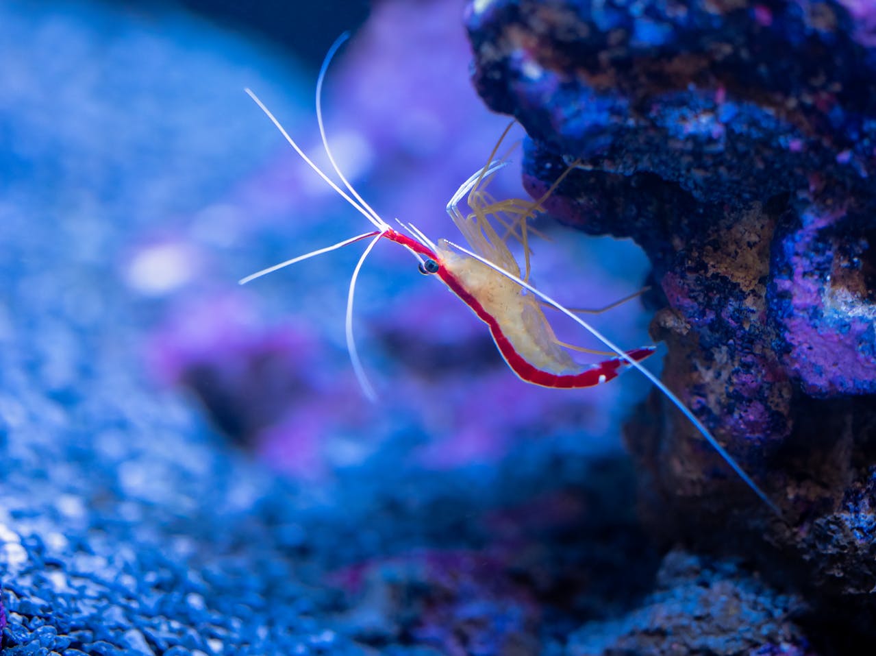 shrimp underwater